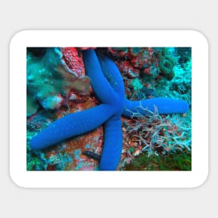 Sea Star Sticker